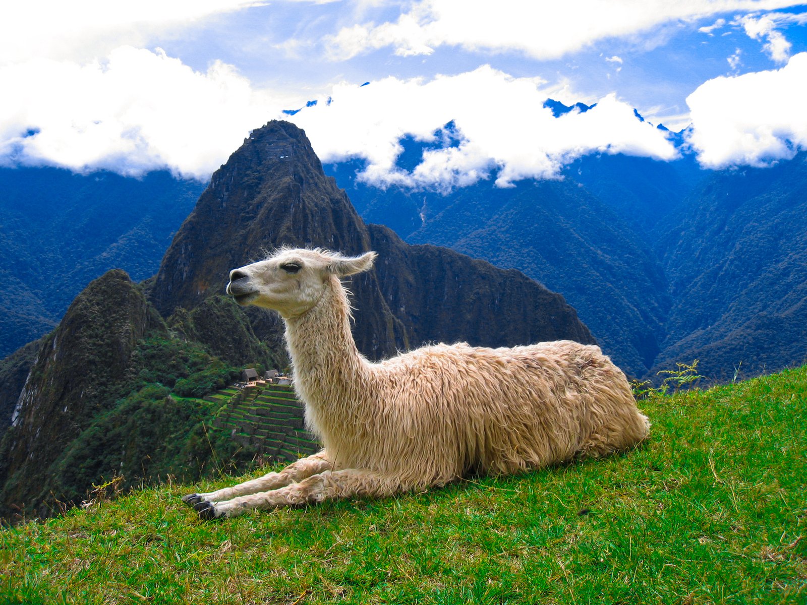 Own work : Machu Picchu Llama (please note for the images that I submit here, I openly consent to let the Wikimedia license take precedence over my personal Terms of Use on freestock.ca)